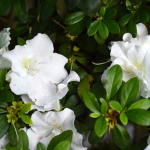 Azalea Rhododendron 'Mary Helen' 3L