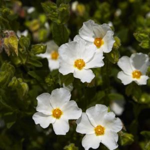 Cistus x laxus 'Snow White' 3L