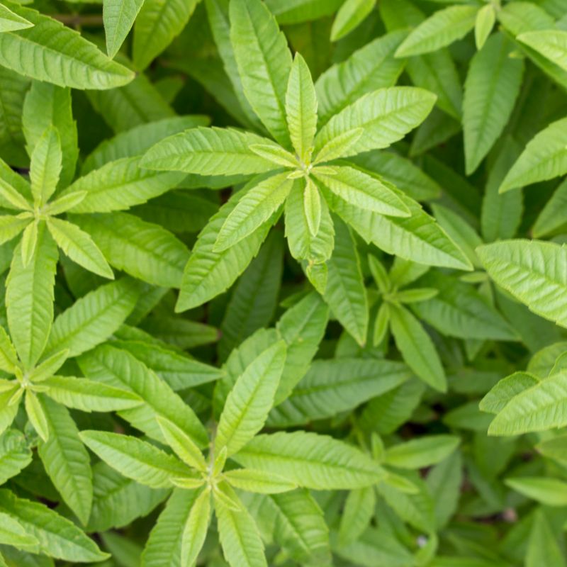 Lemon Verbena (Aloysia Citridora)