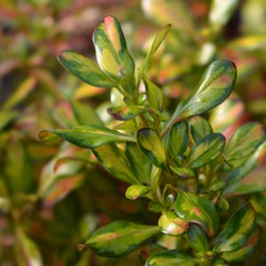 Coprosma 'Lemon & Lime' 3L