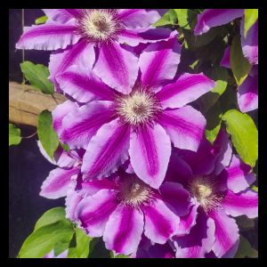 Clematis 'Anna Louise' (syn. 'Evithree') 3L