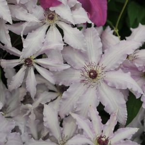 Clematis 'Claire De Lune' (syn 'Evirin') 3L