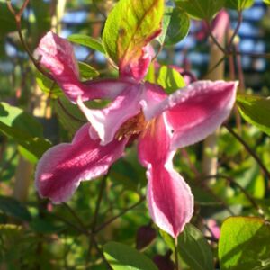 Clematis texensis 'Duchess of Albany' 3L