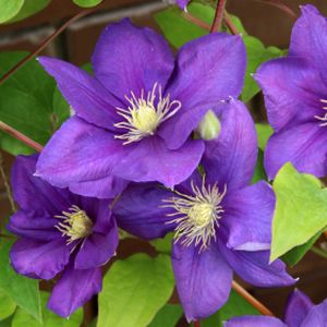 Clematis 'Jackmanii' (AGM) 3L