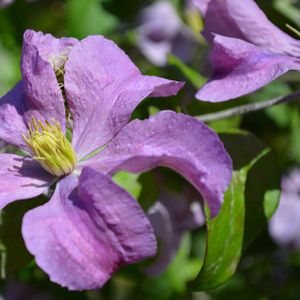 Clematis 'Madame Baron Veillard' 2L