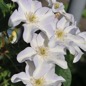 Clematis 'Yukikomachi' (syn 'Morning Cloud') 2L