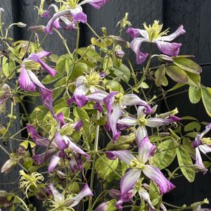 Clematis x triternata 'Rubromarginata' 3L