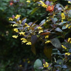 Lysimachia ciliata 'Firecracker' 3L