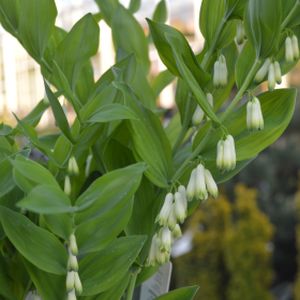 Polygonatum x hybridum (syn. multiflorum) 2L