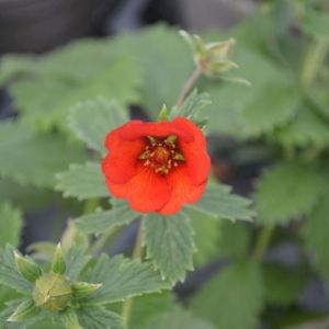 Potentilla 'Blazeaway' 2L