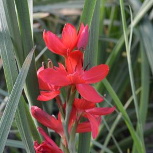 Schizostylis coccinea 'Major' 2L (Hesperantha)