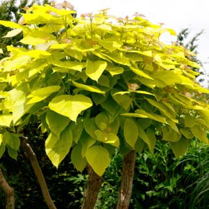 Catalpa bignonioides 'Aurea' (AGM) 12L