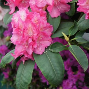 Rhododendron 'Germania' (Hybrid) 7L