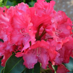 Rhododendron 'Markeeta's Prize' (AGM) (Hybrid) 7.5L