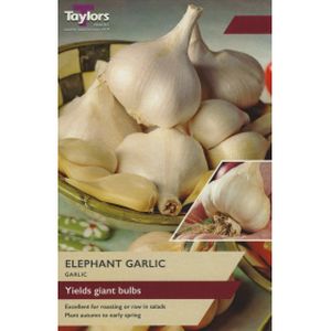 Taylors Elephant Garlic