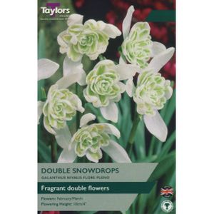 Taylors Galanthus Nivalis Flore Pleno