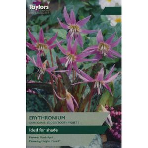 Taylors Erythronium Dens-Canis