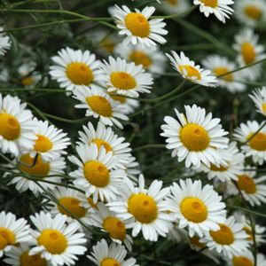 Anthemis tinctoria 'Sauce Hollandaise' 2L