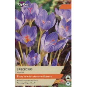 Taylors Crocus Speciosus