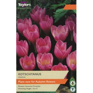 Taylors Crocus Kotschyanus