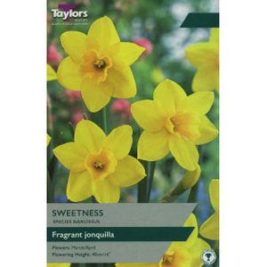 Taylors Narcissi Sweetness