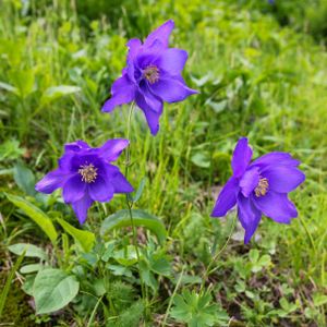 Aquilegia alpina 2L