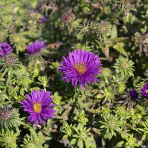 Aster novae-angliae 'Purple Dome' 2L