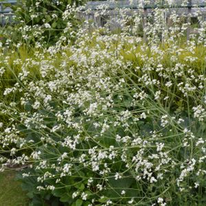 Crambe cordifolia 3L