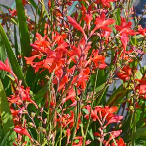 Crocosmia x crocosmioides 'Castle Ward Late' 2L