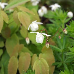 Epimedium x youngianum 'Niveum' (AGM) 2L