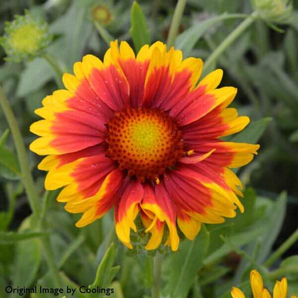 Gaillardia x grandiflora 'Kobold' ('Goblin') 3L Coolings Garden Centre