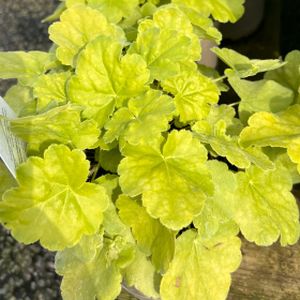 Heuchera 'Key Lime Pie' 1L