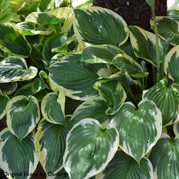 Hosta fortunei var. aureomarginata (AGM) 3L - Coolings Garden Centre