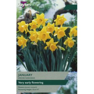 Taylors Narcissi January