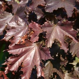 Acer platanoides 'Crimson King' (AGM) 12L