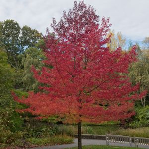 Liquidambar styraciflua 'Worplesdon' (AGM) (8-10cm) 45L