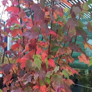 Acer rubrum 'Brandywine' 12L