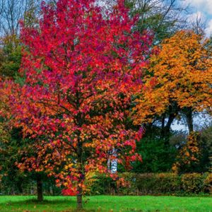 Acer rubrum 'Sun Valley' 12L