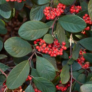 Cotoneaster lacteus (AGM) 3L