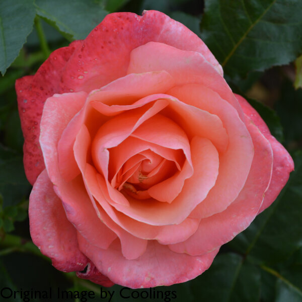 Rosa 'Silver Jubilee' (Hybrid Tea) (AGM) 4L - Coolings Garden Centre