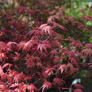 Acer palmatum 'Shindeshôjô' 5L