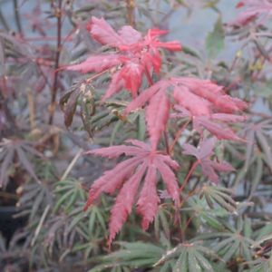 Acer palmatum 'Trompenburg' (AGM) 15L