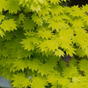 Acer shirasawanum 'Aureum' (AGM) 3L