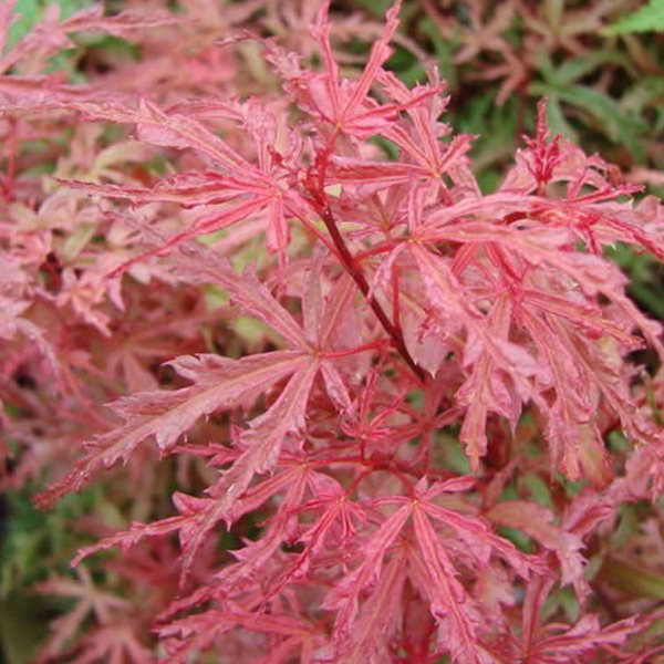 Acer palmatum 'Beni-komachi' 3L - Coolings Garden Centre