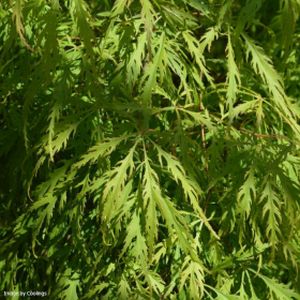 Acer palmatum var. dissectum (AGM) 3L