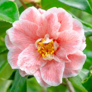 Camellia japonica 'Yours Truly' 3L