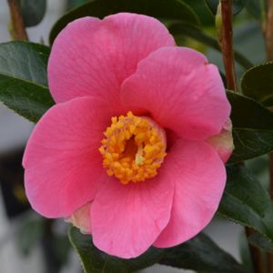 Camellia x williamsii 'Saint Ewe' (AGM) 3L