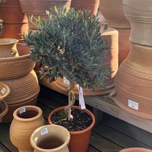 Olive Olea europaea 1/4 Std Spiral-Stem 15L £79.99