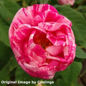Rosa gallica 'Versicolor' (syn 'Mundi') (Shrub) (AGM) 5L