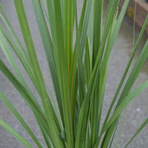 Cordyline australis (AGM) 3L